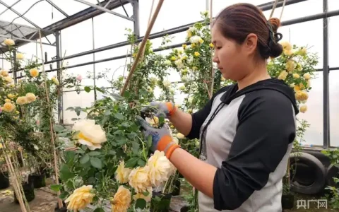 乡村振兴“新”面貌丨大棚月季绽放“富民花”