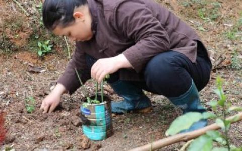 农村姑娘教你这样栽培月季花, 百分百成活, 你们学会了吗?