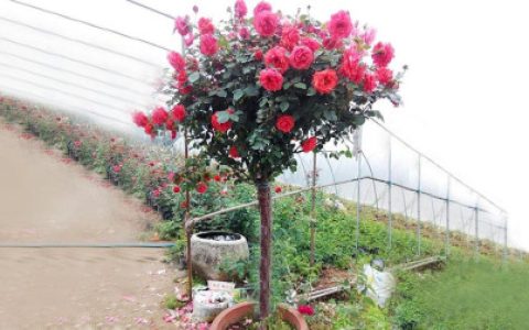 棒棒糖小树月季花, 扦插与嫁接方法视频详解, 花农亲授!