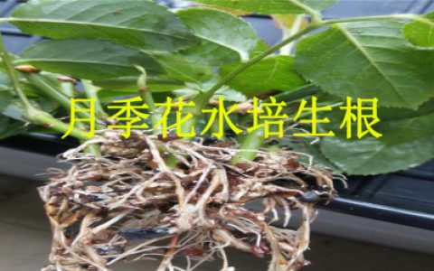 一分钟教会你，月季花水培生根扦插方法，让你扦插月季不再难！