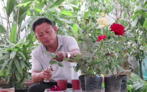 夏季月季花扦插繁殖方法，教你如何扦插月季！超简单一看就会！