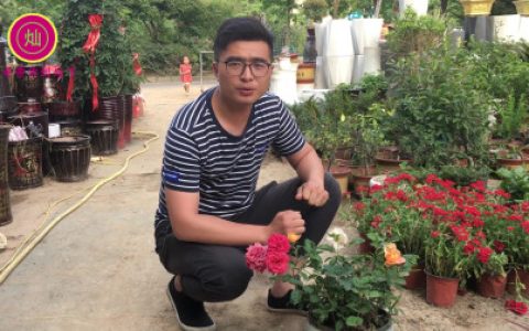 月季花的栽培技术，小伙简单而直接的告诉你！