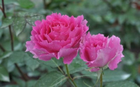 月季花在各个养护阶段的换盆工作，原来还有这么多的技巧，学习了