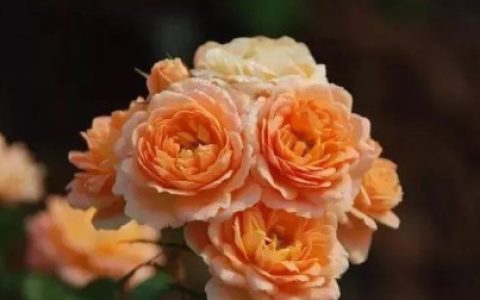 归纳了月季的15条小知识，对栽培月季花有很大的帮助，在家轻松养