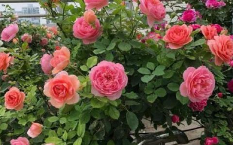 夏天种植月季花，养护上做好3个方面的工作，成活率高、长势旺盛