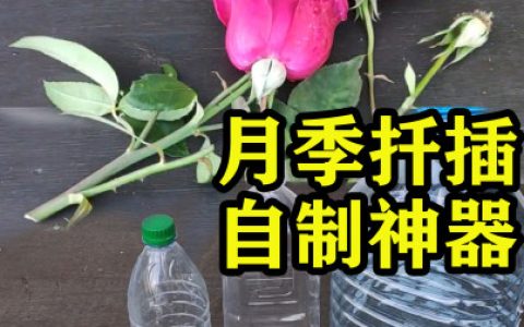 月季花扦插繁殖小妙招，自制扦插小温室，秋天扦插成活有保障