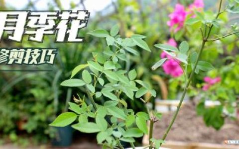 月季花修剪技巧，记住这些方法，植株越养越紧凑