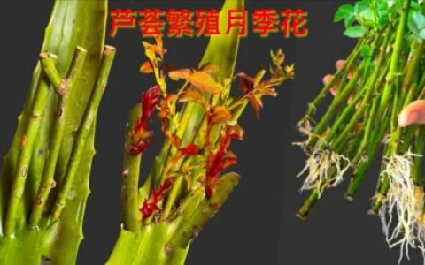 月季独特的扦插技巧，非常实用操作简单，让你的月季全年花开满枝
