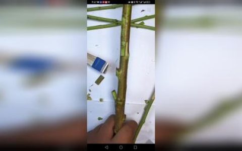 月季花和果树嫁接方法