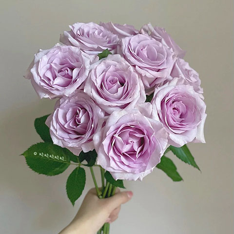 薰衣草薄雾