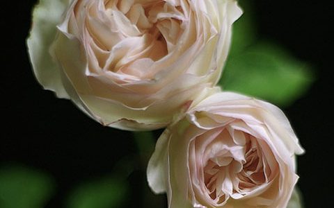 伯努瓦·马吉梅尔