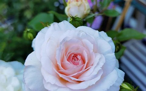 不莱梅的城市乐手