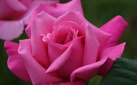 首席芭蕾舞女演员