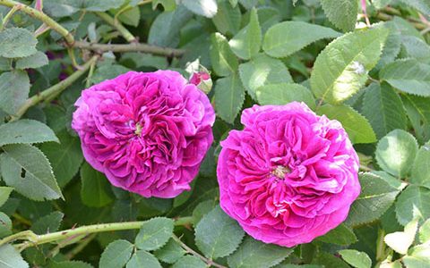 奥古斯塔帕拉蒂娜