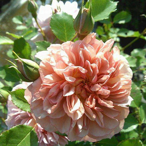 金盏花
