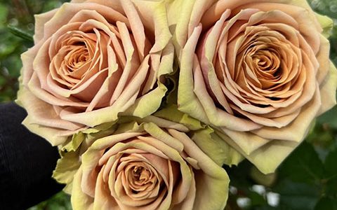 荷兰”泰迪熊“