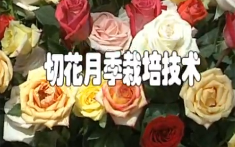 切花月季栽培技术