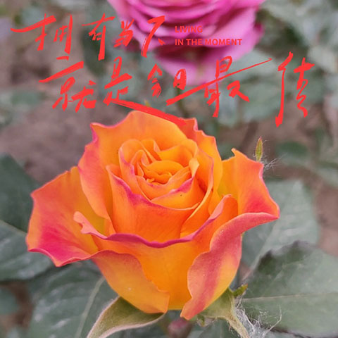 迪布洛