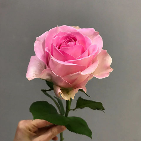 俏玉