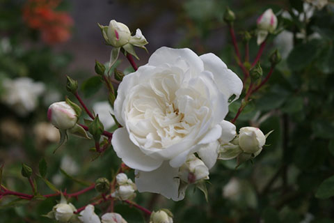 雪上芭蕾