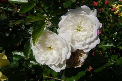 雪上芭蕾