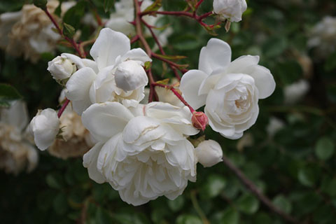 雪上芭蕾