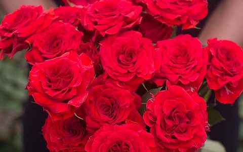 贝拉琳达·红砖