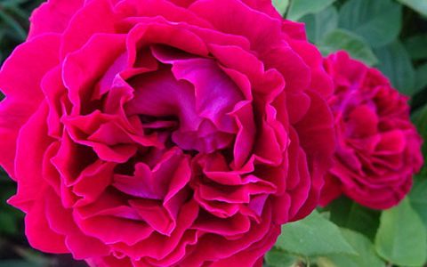 阿尔弗雷德科隆