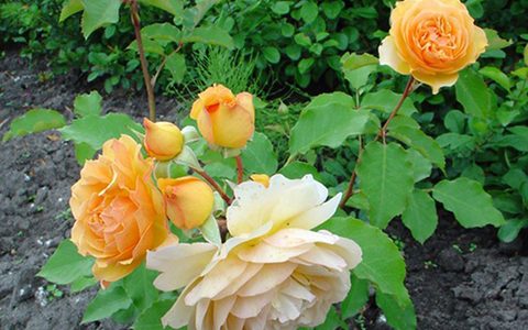 拉罗什雅克兰侯爵夫人