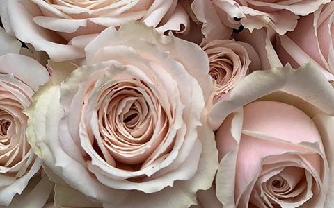 莫兰迪侯爵夫人