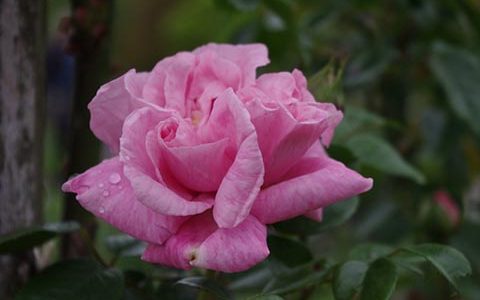 阿莉达·洛维特