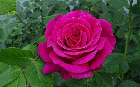 米兰达·兰伯特