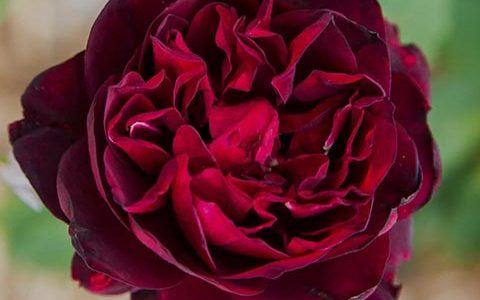 法兰西斯迪布勒依