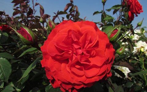 查尔斯·狄更斯