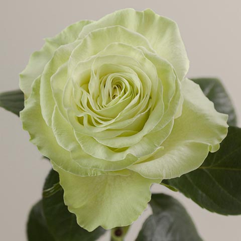 芥末