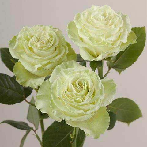 芥末
