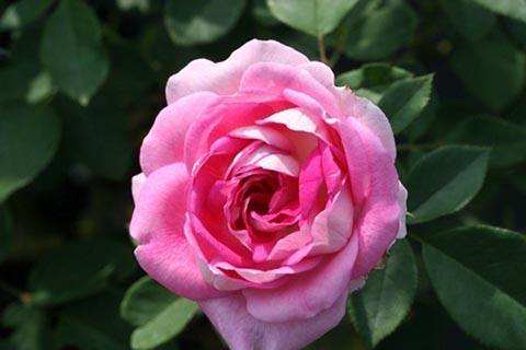普雷尼馆
