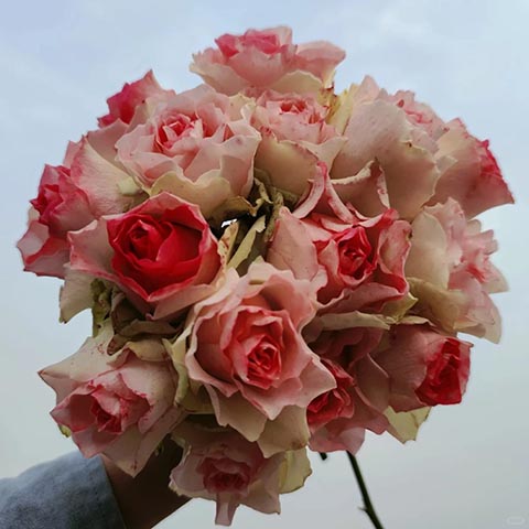 马里布