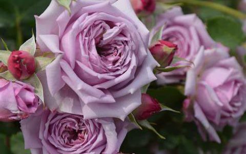 日本“贝拉·唐娜”