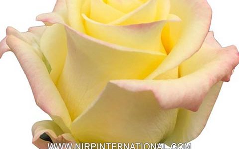 法国“贝拉·唐娜”