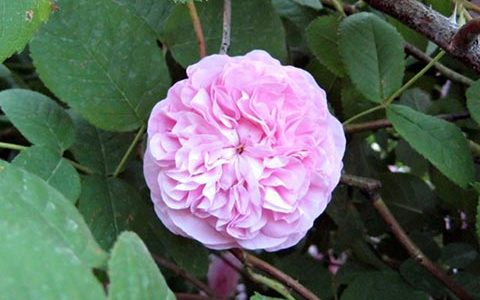 古老月季“贝拉·唐娜”