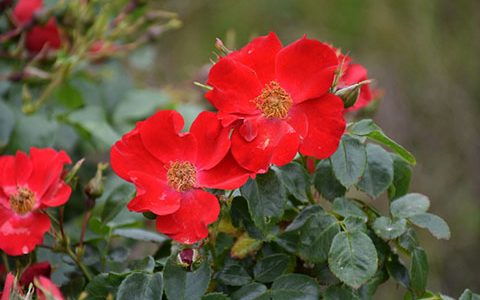 月季花型图解(11种月季花型分类)