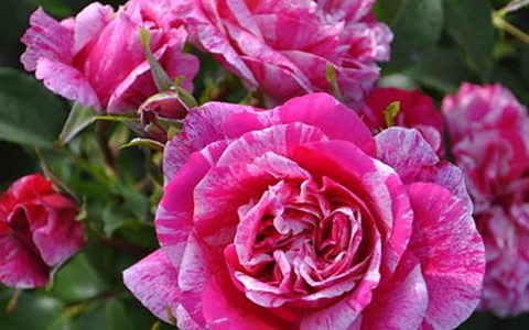 覆盆子香草蛋糕