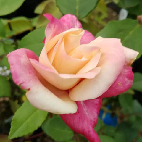 德丽兹花环