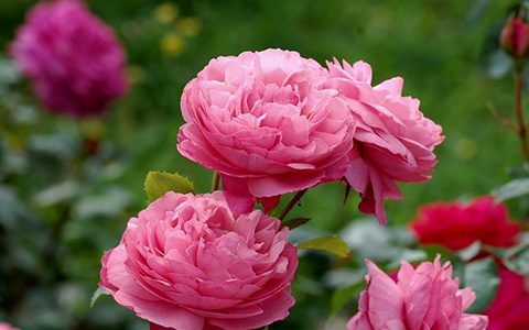 雷蒙德·布兰克