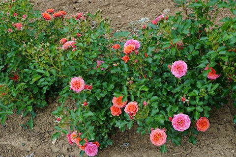 柑橘（杏橙色）