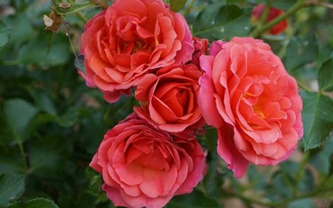 柑橘（杏橙色）