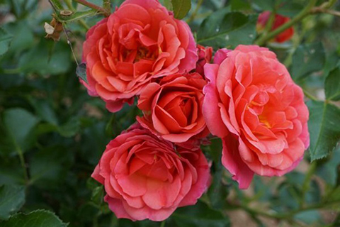 柑橘（杏橙色）