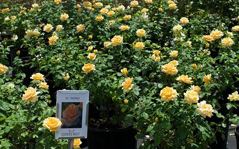 淘米水、茶叶水、牛奶可以用来浇花吗