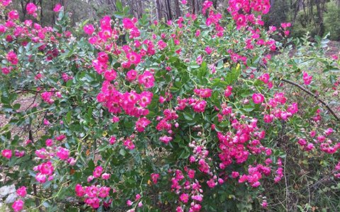 月季不开花光长枝，是怎么回事